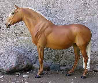 chubari spots horse