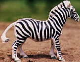 zebra