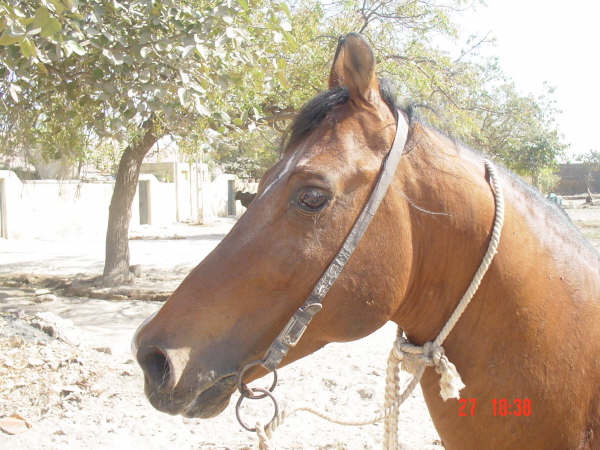 Breed Library: Kathiawari Horse